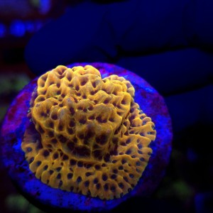 Montipora danae Crazy T WYSIWYG – kolekcjonerski koralowiec SPS