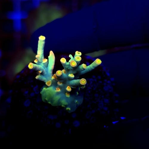 Acropora Flaming Sunrise - frag WYSIWYG #E0154