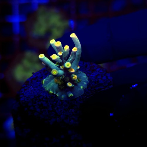 Acropora Flaming Sunrise - frag WYSIWYG #E0181
