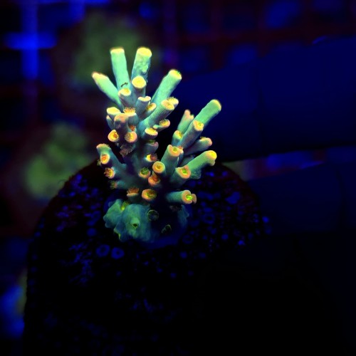 Acropora Flaming Sunrise - frag WYSIWYG #B0313