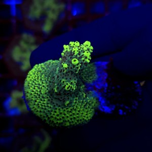 Acropora Goblin - frag WYSIWYG #3