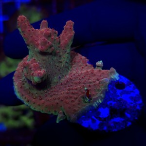 Acropora  Red Devils WYSIWYG #1