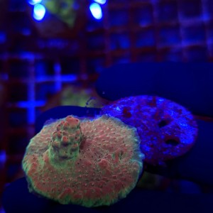 Acropora  Red Devils WYSIWYG #3