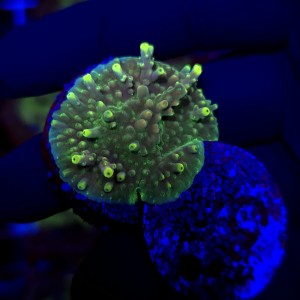 Acropora Flamaris - frag WYSIWYG #1
