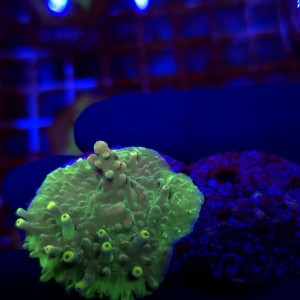 Acropora Flamaris - frag WYSIWYG #3