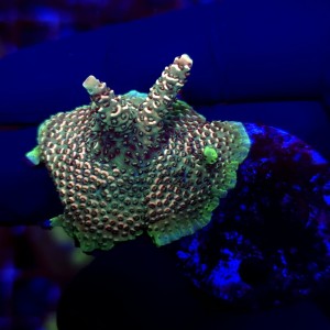 Acropora Rainbow Millepora WYSIWYG #1 