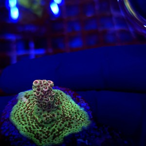 Acropora Rainbow Millepora WYSIWYG #2