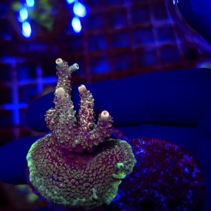 Acropora Rainbow Millepora WYSIWYG #3