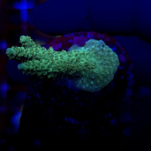 Acropora Rainbow sp frag WYSIWYG #A0062