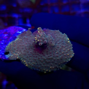 Acropora Flamaris - frag WYSIWYG #4