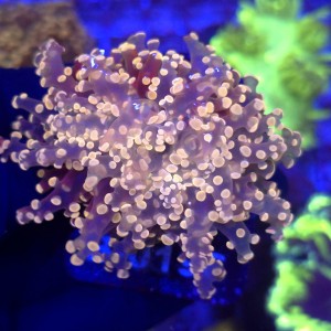 Euphyllia Paradivisa Orange WYSIWYG #B0196