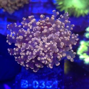 Euphyllia Paradivisa Orange WYSIWYG #B0351