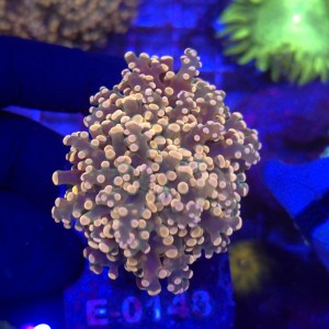 Euphyllia Paradivisa Orange (2 głowy) WYSIWYG #E0143