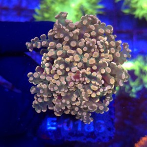 Euphyllia Paradivisa Orange (2 głowy) WYSIWYG #E0186