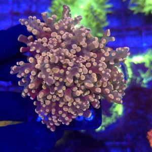 Euphyllia Paradivisa Orange (2 głowy) WYSIWYG #A0183