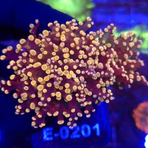Euphyllia Paradivisa Orange (2 głowy) WYSIWYG #E0201