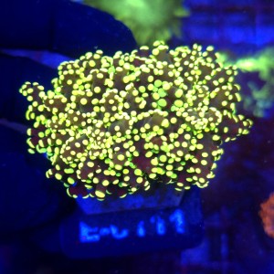 Euphyllia Paradivisa Yellow (2 głowy) WYSIWYG #E0111