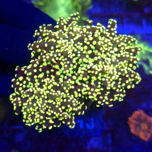 Euphyllia Paradivisa Yellow (3 głowy) WYSIWYG #B0316