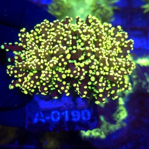Euphyllia Paradivisa Yellow (2 głowy) WYSIWYG #A0190
