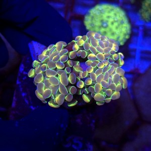 Euphyllia Paraancora Hologram Ultra (3 głowy) WYSIWYG #E0035