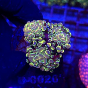 Euphyllia Paraancora Hologram Ultra (3 głowy) WYSIWYG #G0020