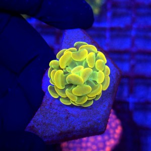 Euphyllia Paraancora Holly Grail Ultra - single head 