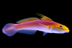 Valenciennea bella (M) – babka piaskowa | Beautiful Goby