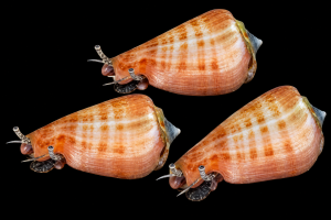 Conomurex luhuanus – Sand Conch | Pakiet 3 szt.