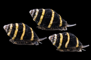 Bumble Bee – Ślimak pszczółka | Pakiet 3 szt.