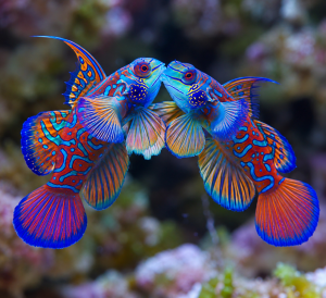 Pterosynchiropus splendidus (Blue) – dobrana para | Mandaryn Niebieski