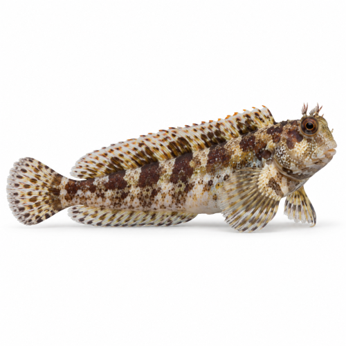 Salarias fasciatus – Lawnmower Blenny / Kosiarka do Akwarium Morskiego (Ryba Glonożerna Reef)