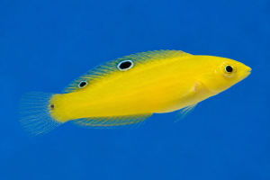 Halichoeres chrysus | Yellow Coris Wrasse – Wargatek żółty