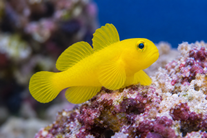 Gobiodon okinawae – Yellow Clown Goby | Babka koralowa żółta