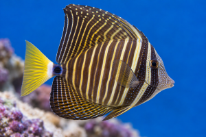 Zebrasoma veliferum | Sailfin Tang 