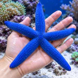 Linckia laevigata (XL) | Blue Starfish – Rozgwiazda niebieska