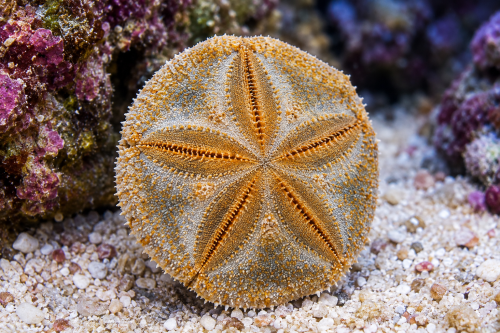 Clypeaster humilis | Sand Dollar – Piaskowy jeżowiec