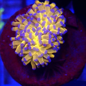 Euphyllia CRISTATA Aussie Gold 24k WYSIWYG