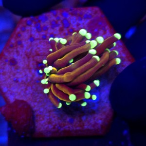 Euphyllia Glabrescens Golden Torch WYSIWYG #A0002