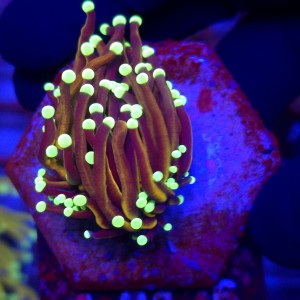 Euphyllia Glabrescens Golden Torch WYSIWYG #A0126