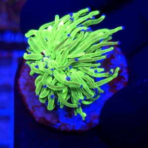 Euphyllia Glabrescens Green Blue tips WYSIWYG #B0441