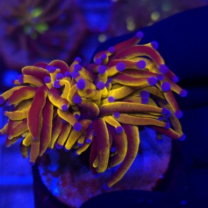 Euphyllia Glabrescens 24K Ultra Gold WYSIWYG #G0046