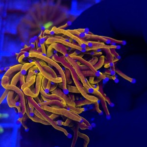 Euphyllia Glabrescens 24K Ultra Gold WYSIWYG #A0083