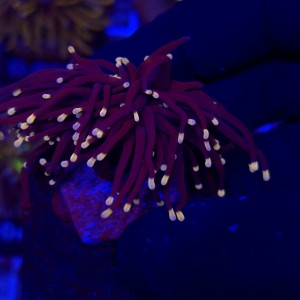Euphyllia Glabrescens Black Torch WYSIWYG #A0065