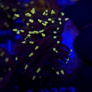 Euphyllia Glabrescens Black Torch WYSIWYG #A0063