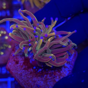 Euphyllia Glabrescens Rapunzel Holy Grail WYSIWYG #B0431