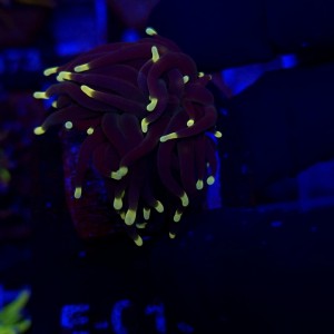 Euphyllia Glabrescens Black Torch WYSIWYG #E0139