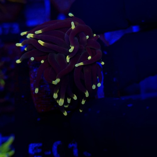 Euphyllia Glabrescens Black Torch WYSIWYG #E0139