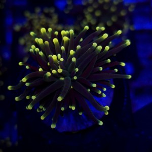 Euphyllia Glabrescens Black Torch WYSIWYG #B0417