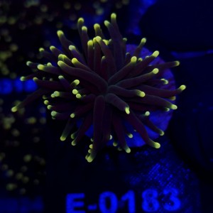 Euphyllia Glabrescens Black Torch WYSIWYG #E0183