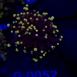 Euphyllia Glabrescens Black Torch WYSIWYG #G0052